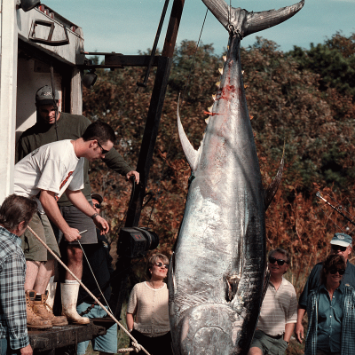 Landing Giant Tuna